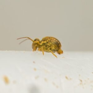globular springtails buy