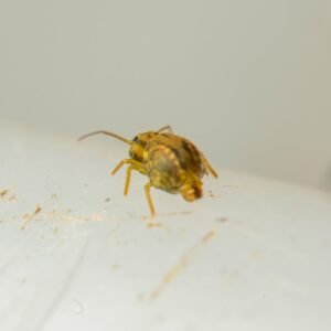 golden springtails collector
