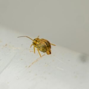 Sminthuridae springtail culture