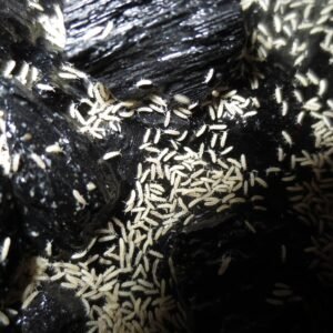 white springtail culture