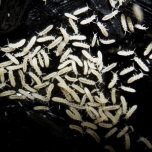 beginner springtail culture