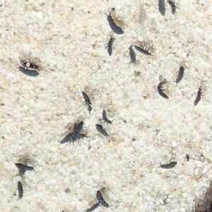 cool temperate springtails