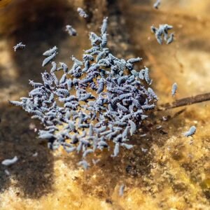 Spring Springtail culture buy