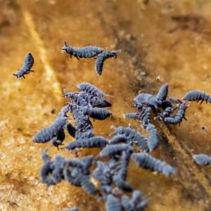 Hypogastrura vernalis