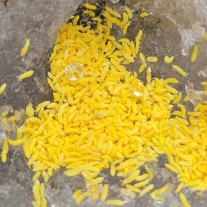 tropical yellow springtails