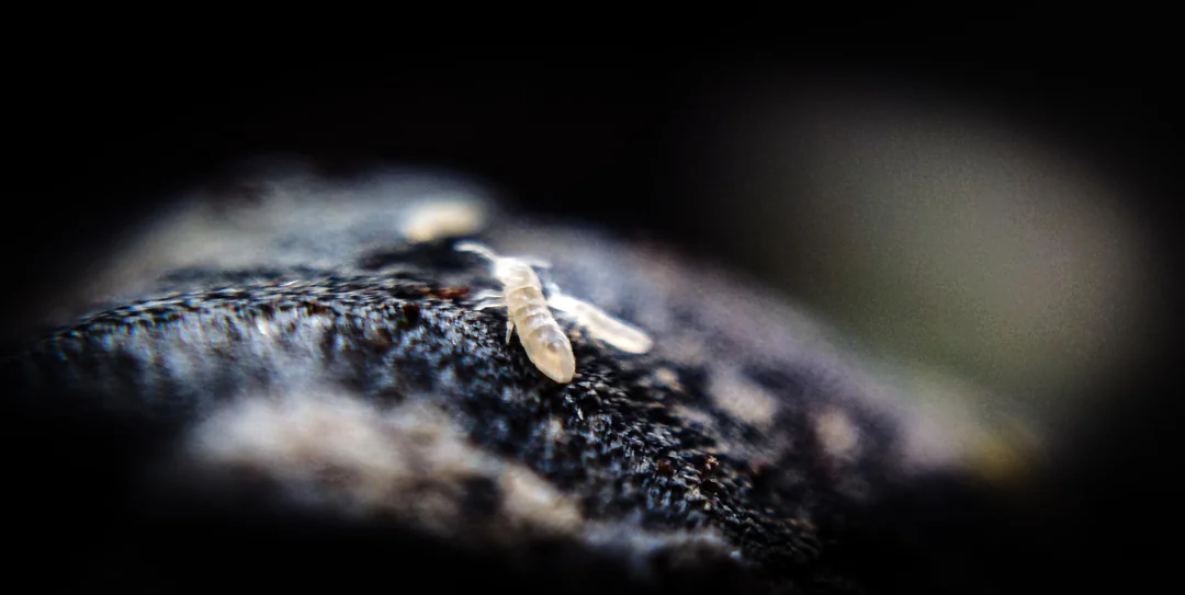 temperate springtails