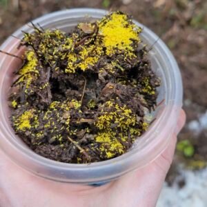 Collembola sp. Yellow