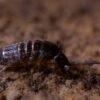 Iridescent Blue springtails