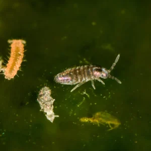 iridescent silver springtails for sale