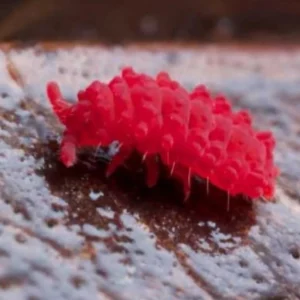 Rare and Exotic Springtails