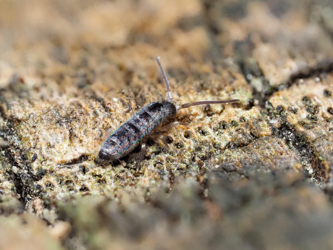 Tomocerus springtails