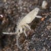 tropical white springtail