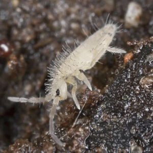 tropical white springtail