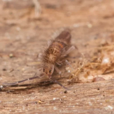 Tusken Raiders Springtails