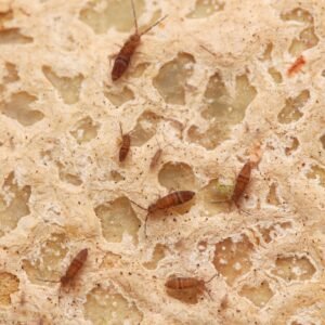 Wood Runners springtails