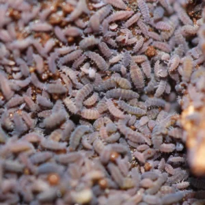 Ceratophysella sp Lilac buy