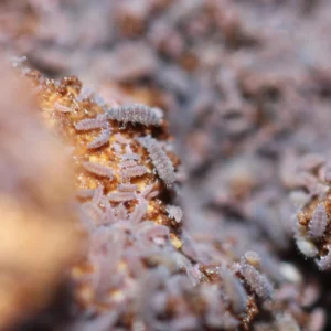 Ceratophysella sp. Lilac