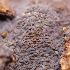 Tropical Lilac Springtails