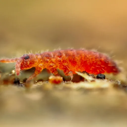 Spring Tails V Springtails for Sale | 20+ Species, Live Arrival Guaranteed ...