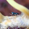 Devils Hole Springtails