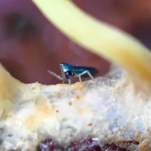 Devils Hole Springtails