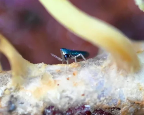 Devils Hole Springtails