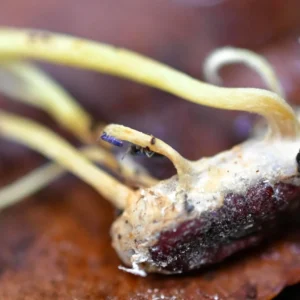 buy Lepidocyrtus Devils Hole