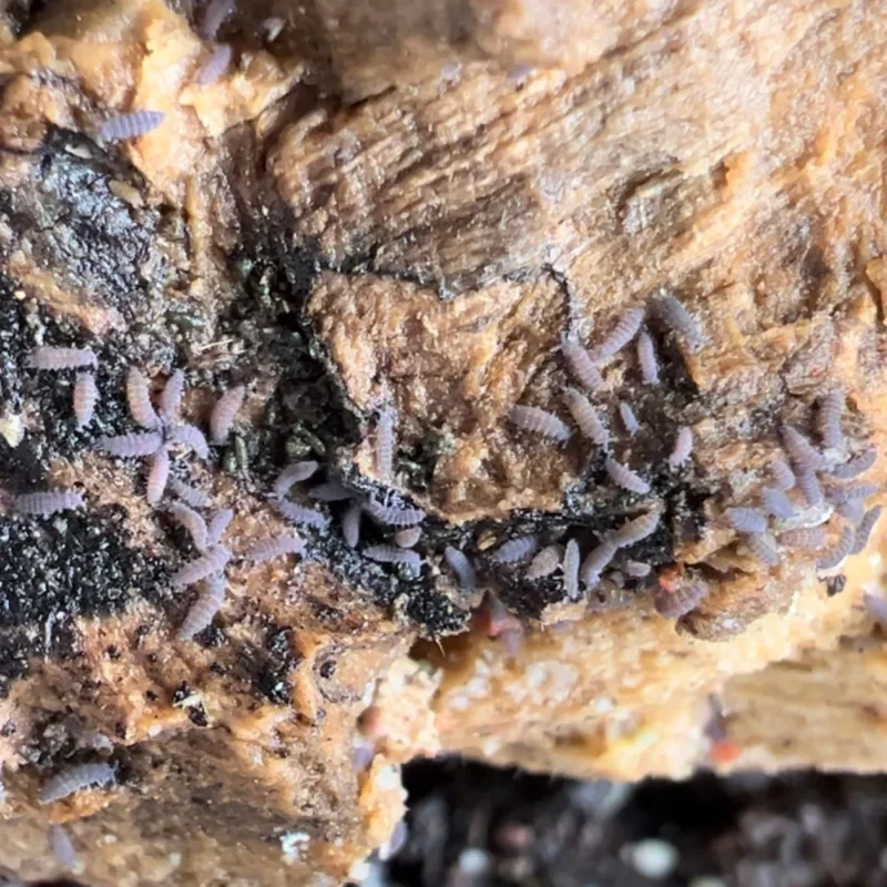 How Many Springtails To Buy