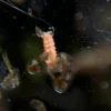 Florida Orange rare line springtails