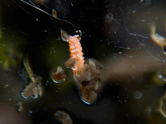 Florida Orange rare line springtails