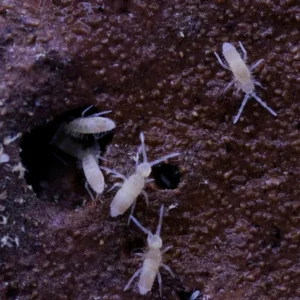 Coecobrya tenebricosa buy