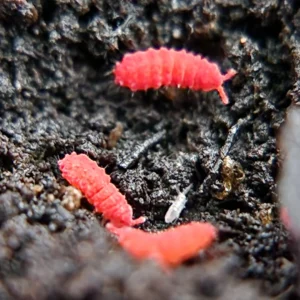 Thai Red springtails