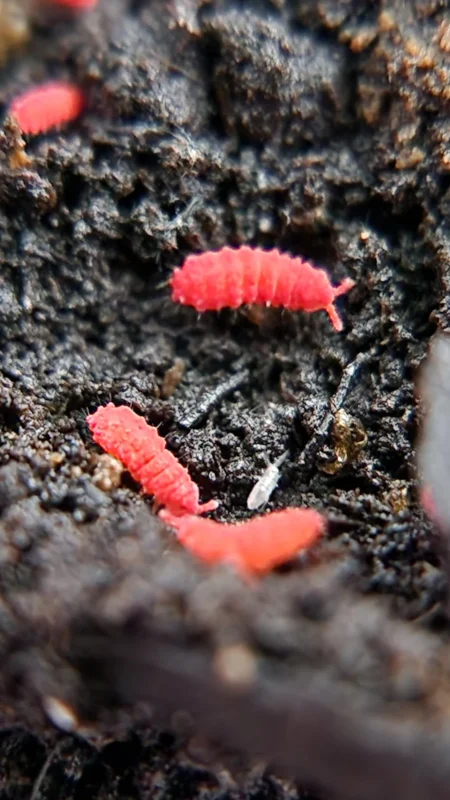 Thai Red springtails