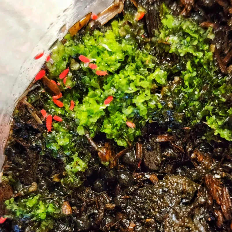 Thai Red Springtails Complete Guide