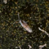 Iridescent Silver Springtails