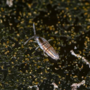 Iridescent Silver Springtails