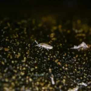 Tomocerus vulgaris for sale