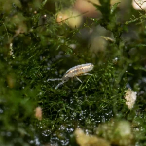 buy Tomocerus silver springtail