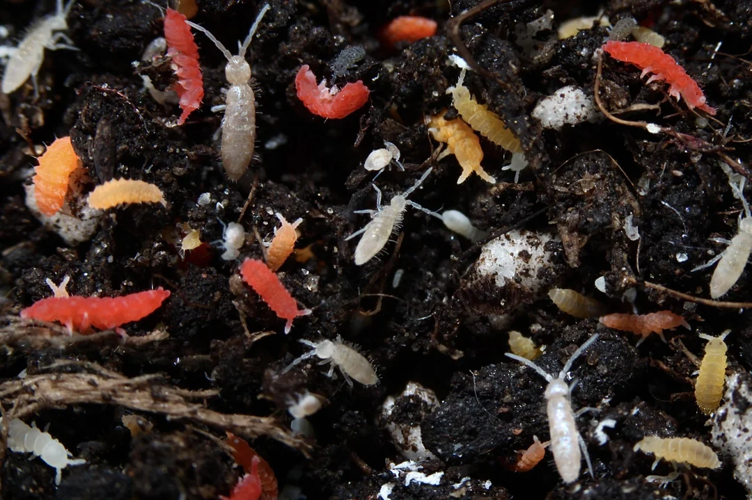 Where to Buy Springtails Online