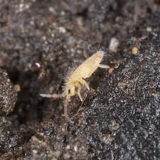 Temperate Springtails