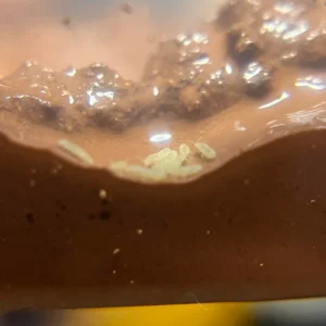 live white springtails warm vivarium