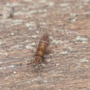 Live Entomobrya sp