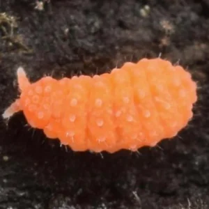 Tropical Springtails
