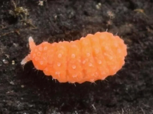 Tropical Springtails