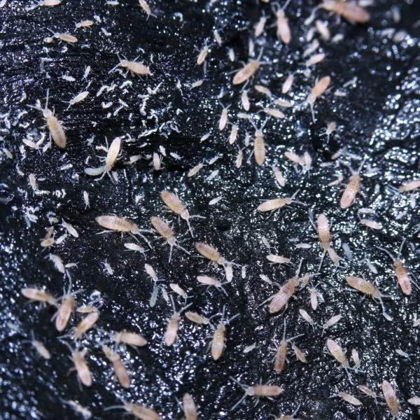 tropical vs temperate springtails