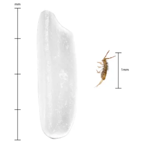 live Entomobrya sp for sale