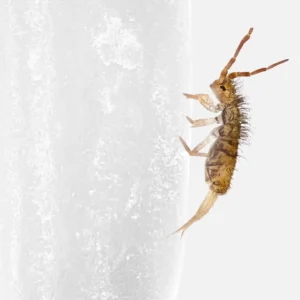 Entomobrya Wood Runners for sale