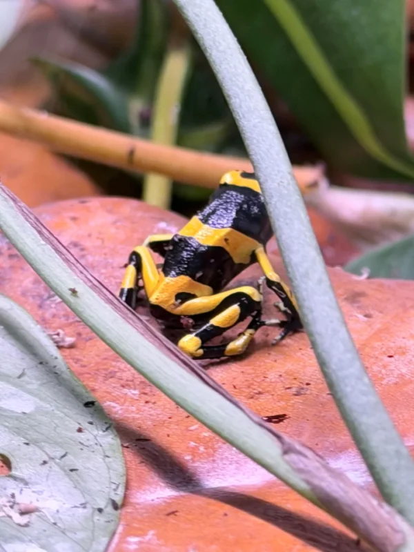 Springtails for Dart Frogs