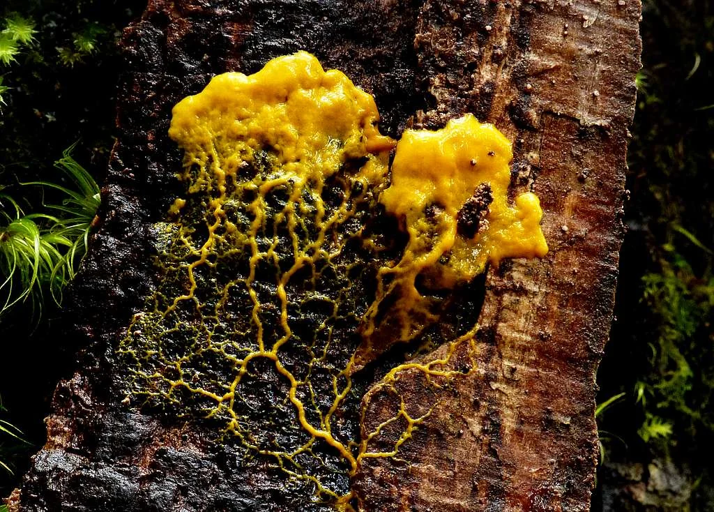Slime Mold Culture Guide