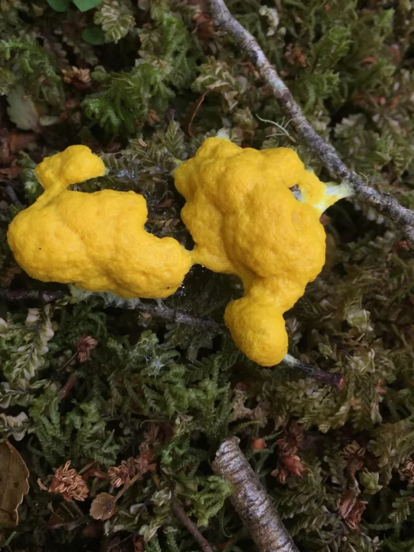 physarum polycephalum